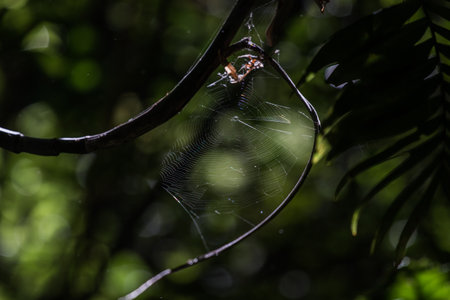 Detail of Flying Insect on Green Leafの写真素材