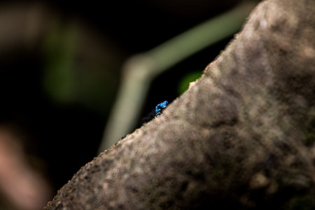Detail of Flying Insect on Green Leafの写真素材