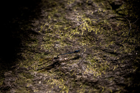 Detail of Flying Insectの写真素材