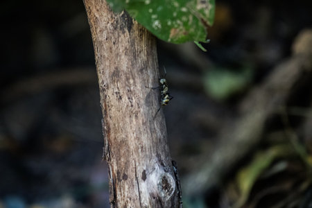 Detail of Flying Insect on Green Leafの写真素材