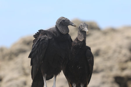 Black bird standing near waterの写真素材