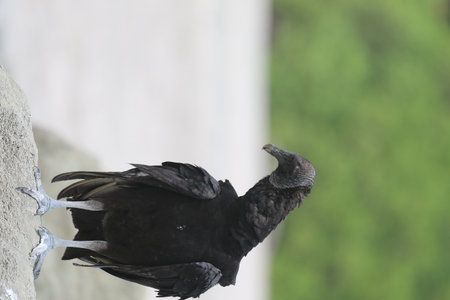 Black bird standing near waterの写真素材