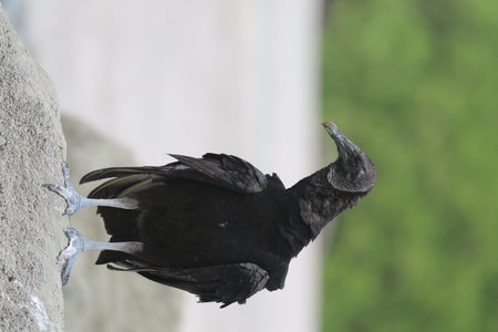 Black bird near waterの写真素材