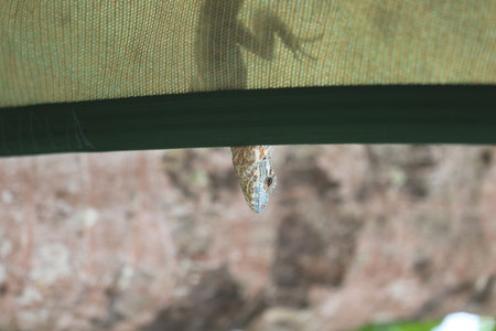 beautiful spike and skin lizard, animals close-upの写真素材