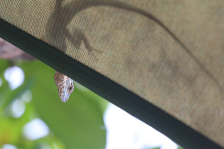 beautiful spike and skin lizard, animals close-upの写真素材