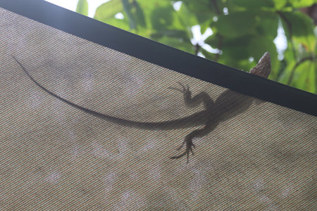 beautiful spike and skin lizard, animals close-upの写真素材