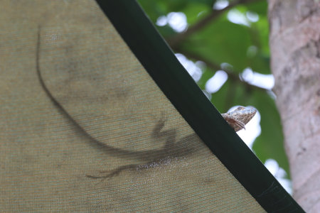 beautiful spike and skin lizard, animals close-upの写真素材