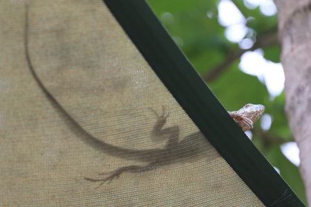 beautiful spike and skin lizard, animals close-upの写真素材