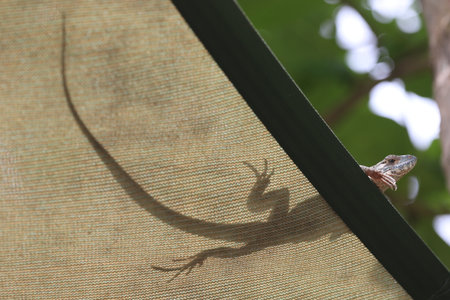 beautiful spike and skin lizard, animals close-upの写真素材