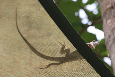 beautiful spike and skin lizard, animals close-upの写真素材