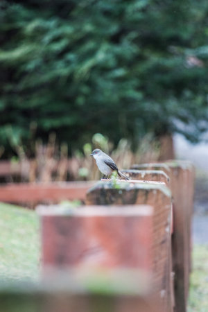 Bird standing near waterの写真素材
