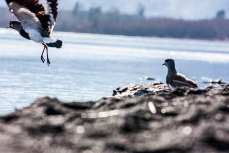 Black bird standing near water