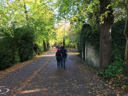 Tree-lined pathway in a peaceful park with sunlight filtering through the leaves, creating a tranquil and scenic atmosphere perfect for nature walks.の写真素材