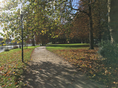 Tree-lined pathway in a peaceful park in Belgium with sunlight filtering through the leaves, creating a tranquil and scenic atmosphere perfect for nature walks.の写真素材