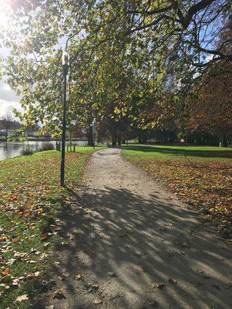 Tree-lined pathway in a peaceful park in Belgium with sunlight filtering through the leaves, creating a tranquil and scenic atmosphere perfect for nature walks.の写真素材