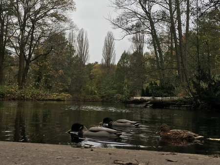 A flock of wild ducks swims peacefully in the pond at a serene public park and natural oasis.の写真素材