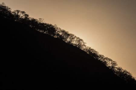 Landscape of the Pacific coastline and tropical rainforest at sunset, Central America.の写真素材