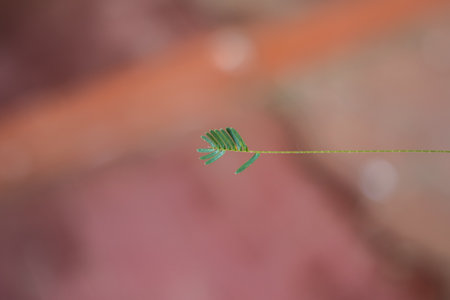 An artistic representation of the growth of a plant, symbolizing development and progress.の写真素材