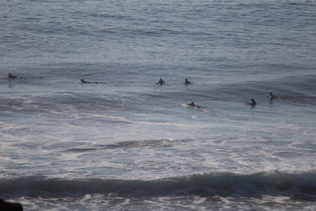 Pichilemu, O'Higgins Region, Chile: Surfer at Punta de Lobos a surfing beach at the south of Pichilemu. Outdoorの写真素材