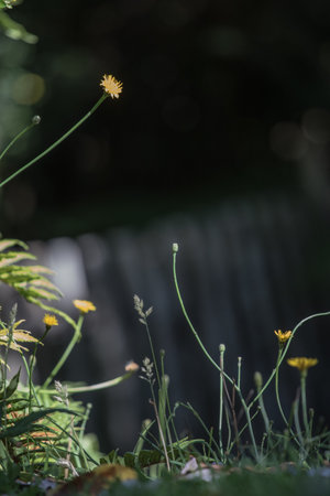 Chilcos, also known as fuchsias in South America. Punta Arenas Chiloeの写真素材