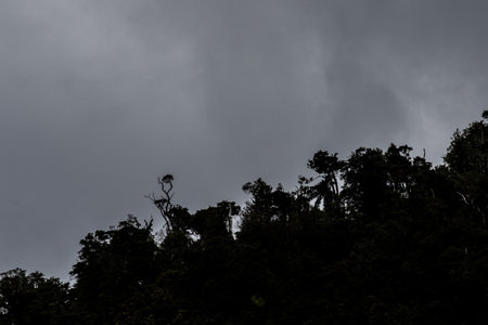 beautiful landscape nature of rain forest and mountain background. abundance evergreen forest and foggy in spring. nice place for outdoor travel on vacation or holidays.の写真素材