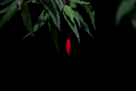 beautiful flower macro photography nightの写真素材