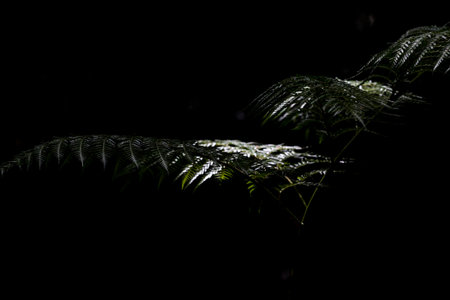 water drops on leaf, dark nature background, south chileの写真素材