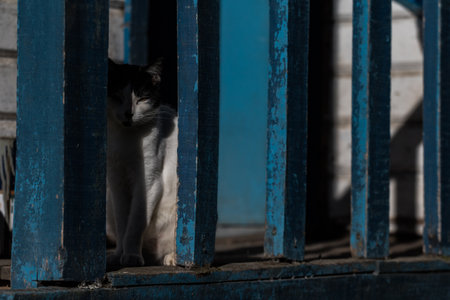 Black and white cat looking out from the corner. Selective focus and space for text. outdoor, travelの写真素材