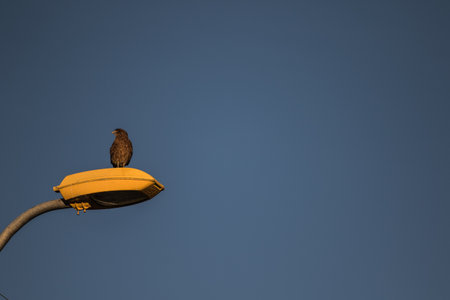 Harrier bird standing on a public light, Chiloe, south of Chileの写真素材