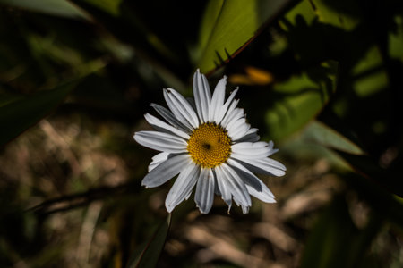 Chilcos, also known as fuchsias South America.の写真素材