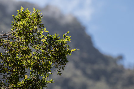 Chilcos, also known as fuchsias, are native to South America. They are found in places like Punta Arenas and Chiloe.の写真素材