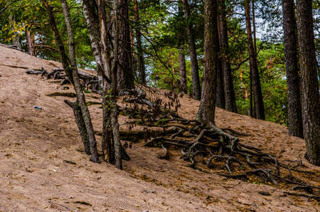 The tree grows on a sandy hill and the roots come outの写真素材