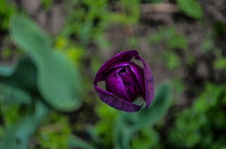 macro photography violet Tulip good sharpness and contrast imagesの写真素材