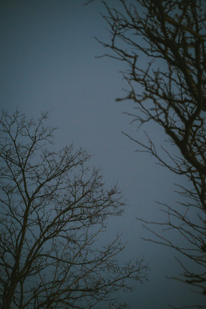 A leafless tree stands starkly against the backdrop of a dark blue skyの写真素材