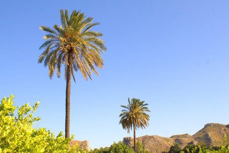 warm image with lush vegetation and palm trees