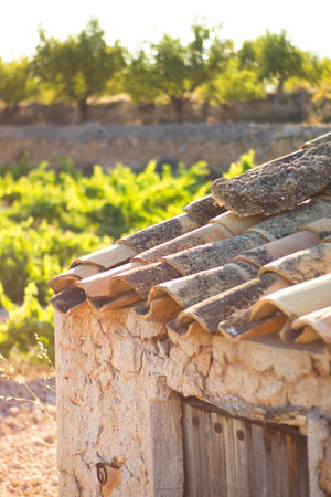 old toolhouse next to vineyard in summerの写真素材