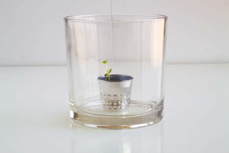 Orange tree project or lemon tree. It depends on how you look at it. Plant in a glassの写真素材