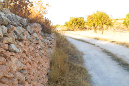 Almond grove next to a sidewalk and a stone wallの写真素材