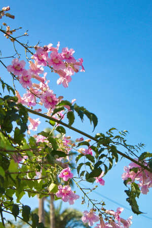 nice garden with colorful flowersの写真素材
