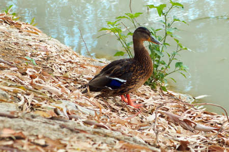 Colorful duck swimming in a pond peacefullyの写真素材