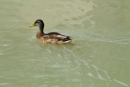 Colorful duck swimming in a pond peacefullyの写真素材