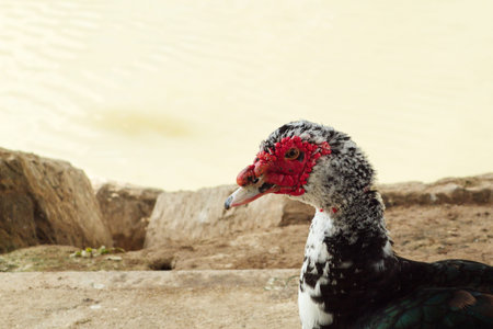 Creole duck rests peacefully on the river bankの写真素材
