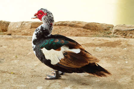 Creole duck rests peacefully on the river bankの写真素材