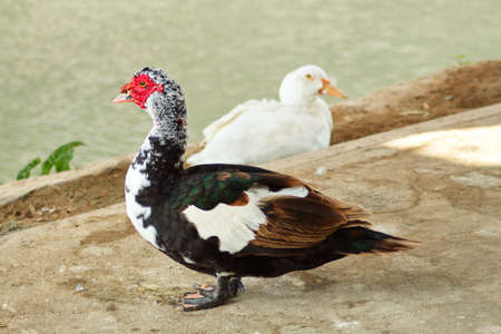Creole duck rests peacefully on the river bankの写真素材