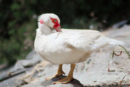 White creole duck rests peacefully on the river bankの写真素材