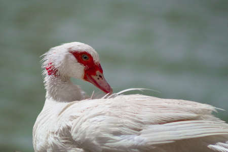 White creole duck rests peacefully on the river bankの写真素材