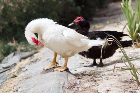 White creole duck rests peacefully on the river bankの写真素材