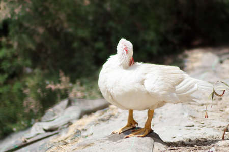 White creole duck rests peacefully on the river bankの写真素材