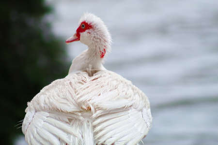 White creole duck rests peacefully on the river bankの写真素材