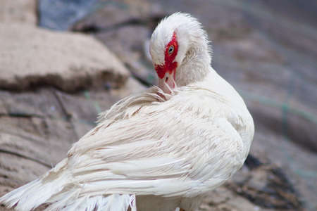White creole duck rests peacefully on the river bankの写真素材